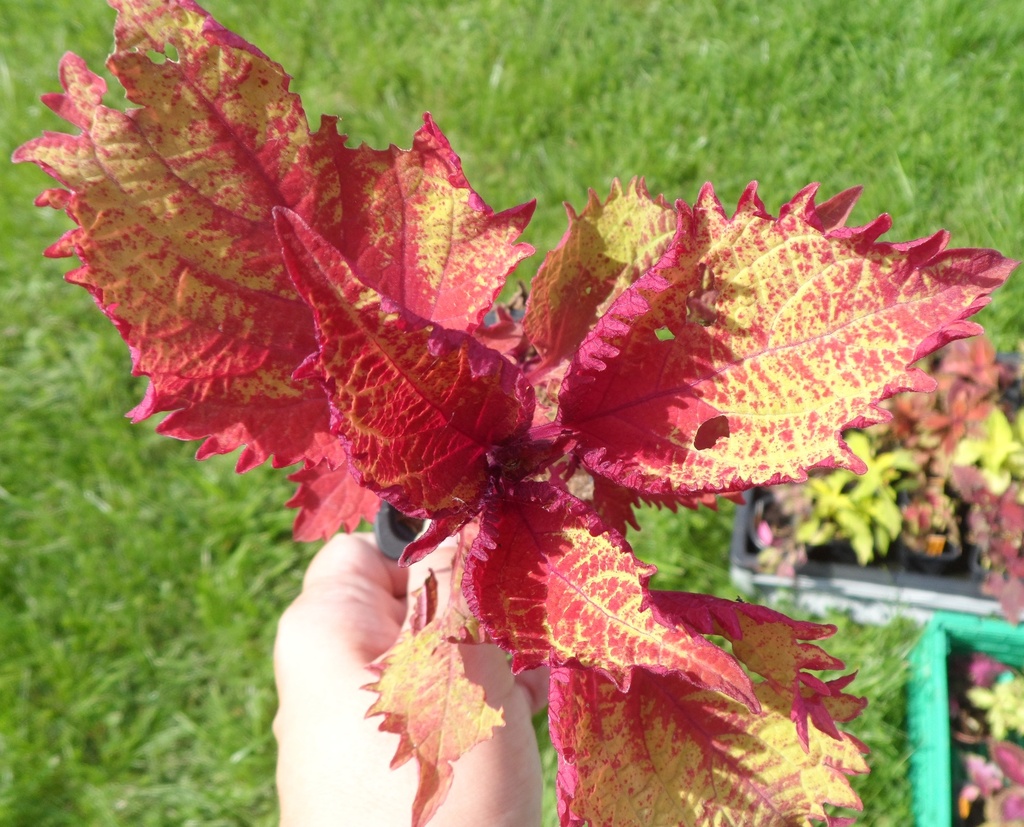 Henna | Coleus-db