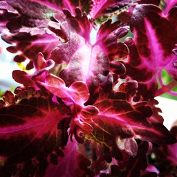 Crimson Ruffles